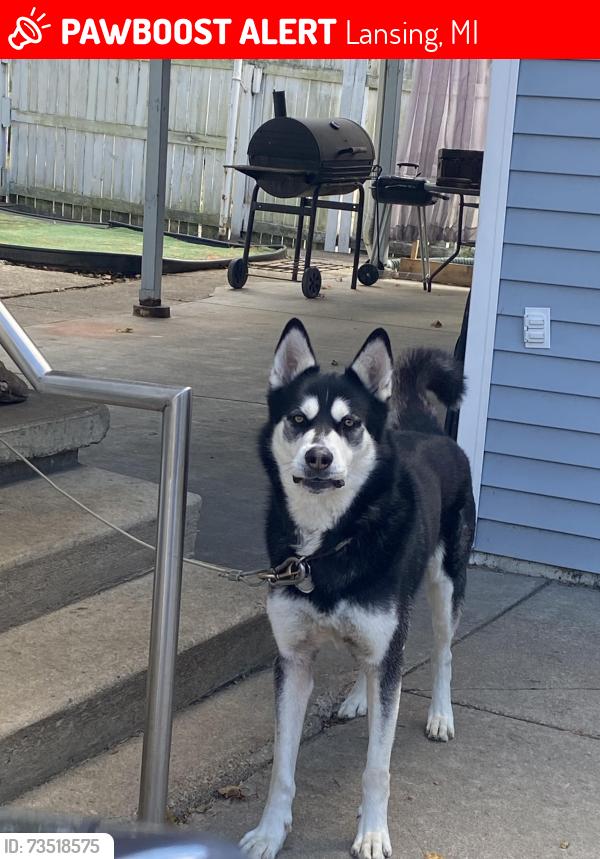 Lost Male Dog last seen MLK & Jolly, Lansing, MI 48910