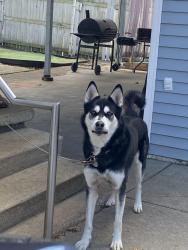 Lost Male Dog last seen MLK & Jolly, Lansing, MI 48910