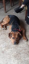 Reunited Male Dog last seen Coveypl, trenton rd, Trenton, OH 45067