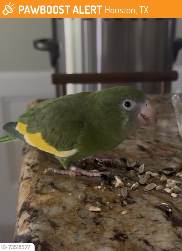 Found/Stray Unknown Bird last seen Near Highway 6 and Clay Road, Houston, TX 77084