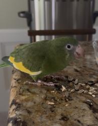 Found/Stray Unknown Bird last seen Near Highway 6 and Clay Road, Houston, TX 77084