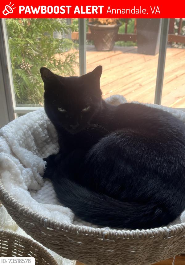 Lost Female Cat last seen Little River Turnpike, Annandale, VA 22003