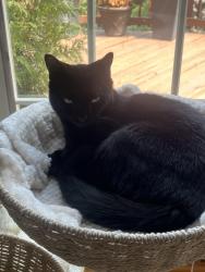 Lost Female Cat last seen Little River Turnpike, Annandale, VA 22003