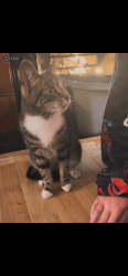Lost Female Cat last seen Southsea, Portsmouth, England PO4 0DZ