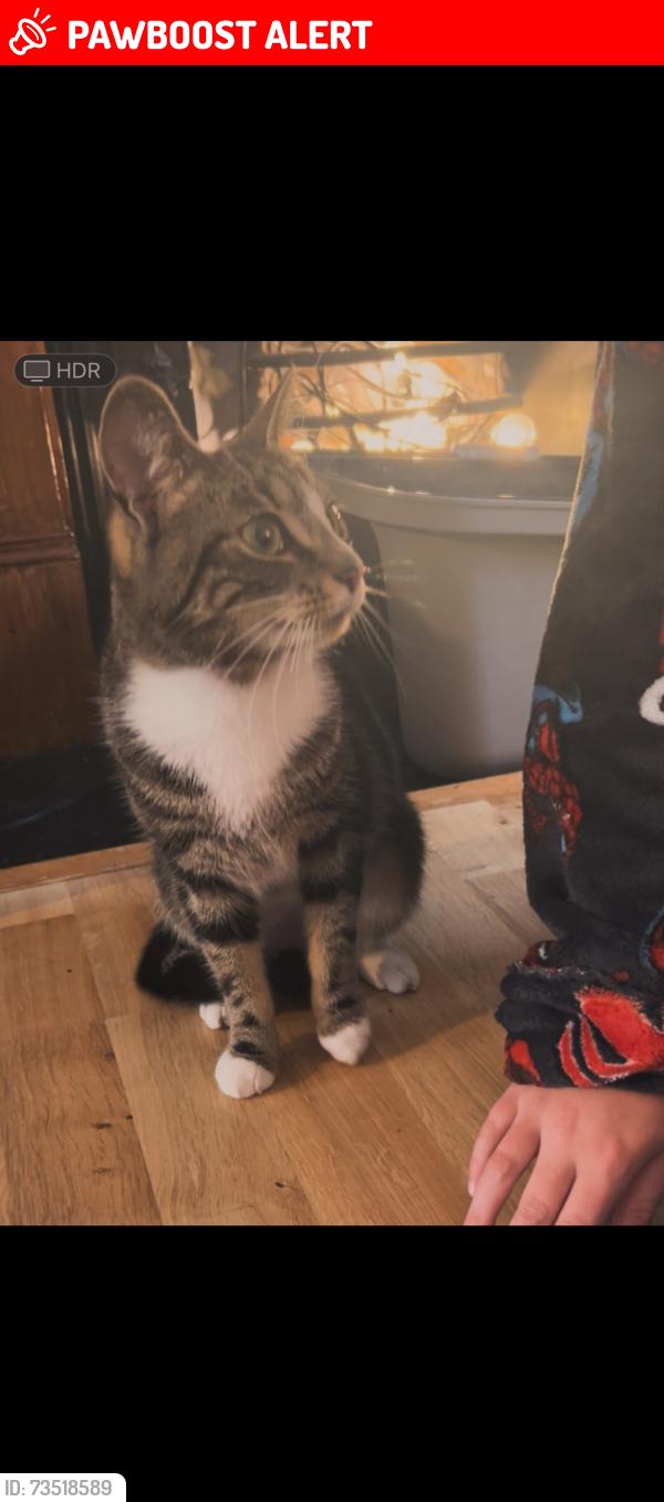Lost Female Cat last seen Southsea, Portsmouth, England PO4 0DZ