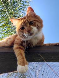 Lost Female Cat last seen mitten ln. & ring rd, Spring Hill, FL 34609