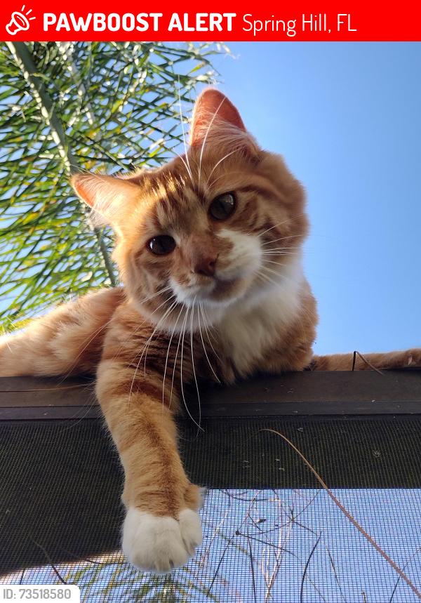 Lost Female Cat last seen mitten ln. & ring rd, Spring Hill, FL 34609