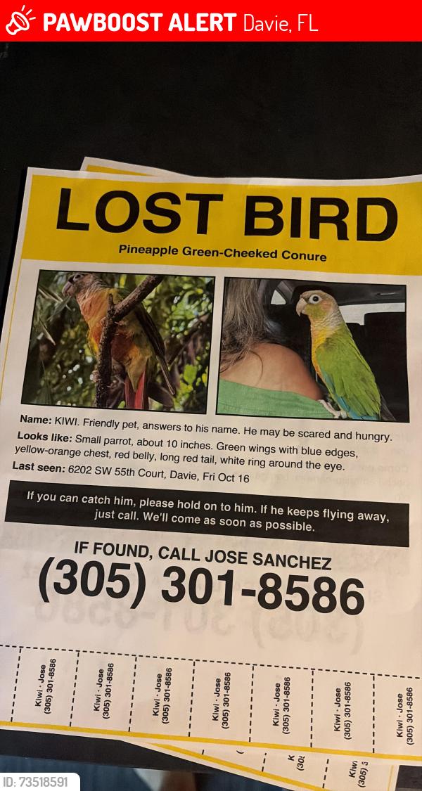 Lost Male Bird last seen Publix on stirling or davie historical museum on griffin, Davie, FL 33314