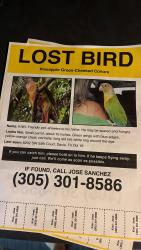 Lost Male Bird last seen Publix on stirling or davie historical museum on griffin, Davie, FL 33314