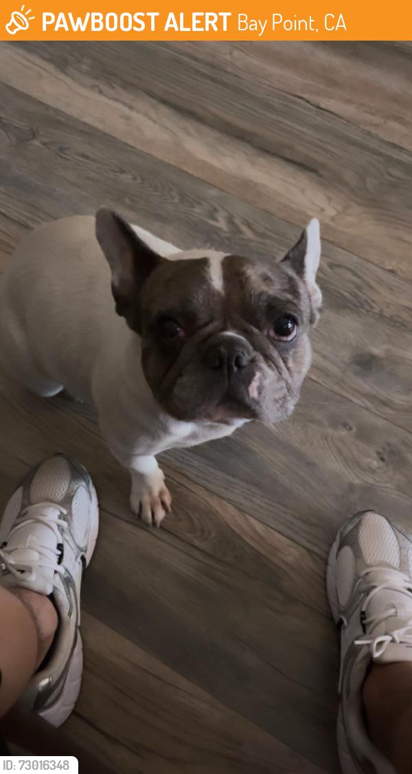 Found/Stray Female Dog last seen facifica ave, Bay Point, CA 94565