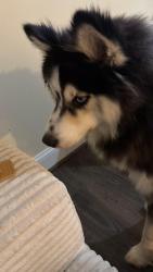 Lost Male Dog last seen Near kandel ct, Annandale, VA 22003