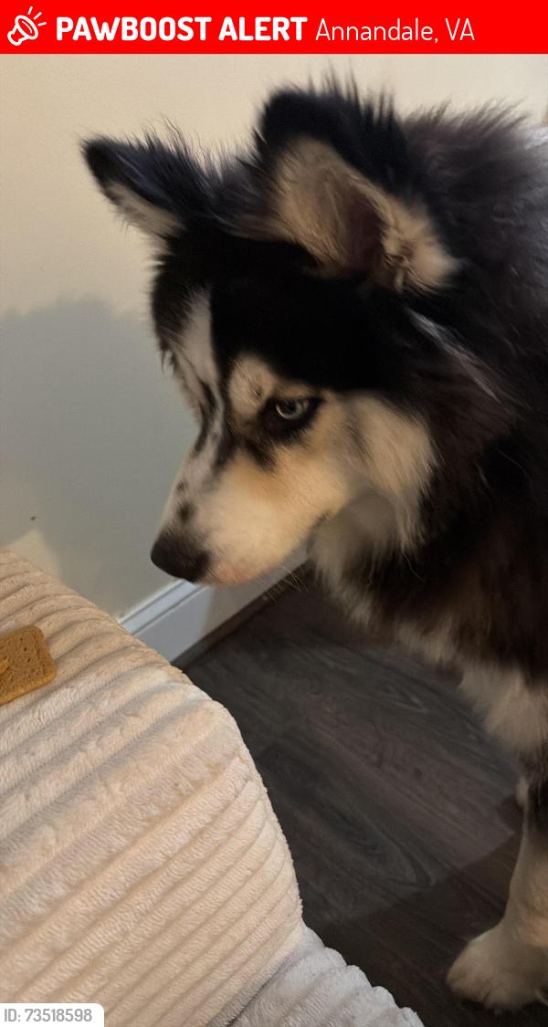Lost Male Dog last seen Near kandel ct, Annandale, VA 22003