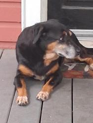 Reunited Male Dog last seen Near east 6th street, Jacksonville, FL 32206