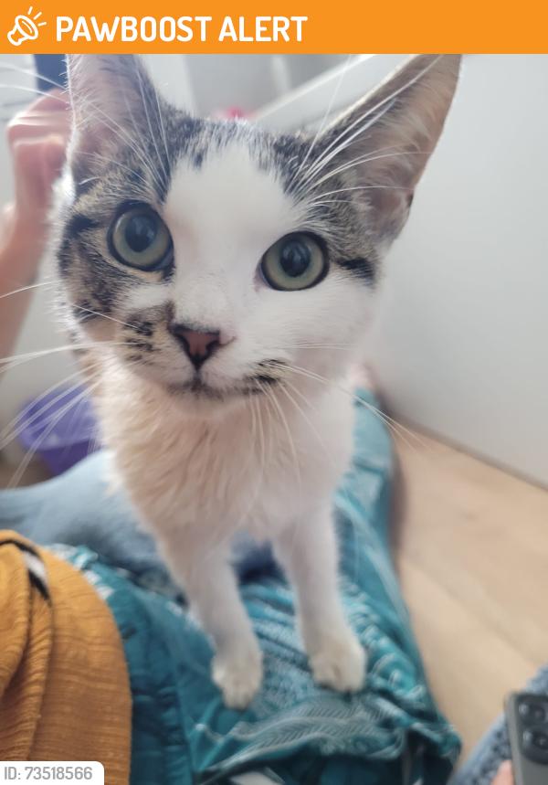Found/Stray Female Cat last seen Goldwell road, Greater London, England 