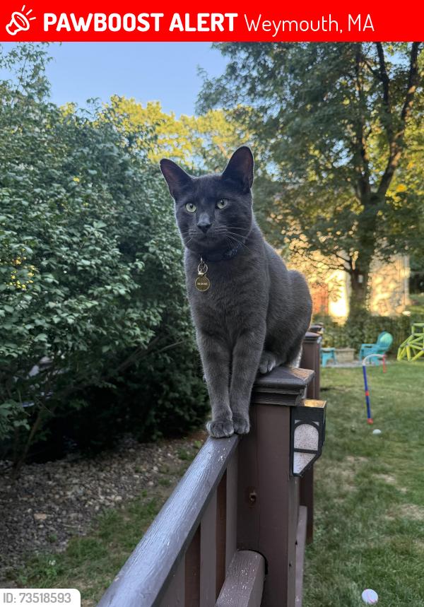 Lost Male Cat last seen Sons of Italy Weymouth MA, Weymouth, MA 02189