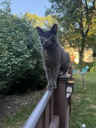Lost Male Cat last seen Sons of Italy Weymouth MA, Weymouth, MA 02189