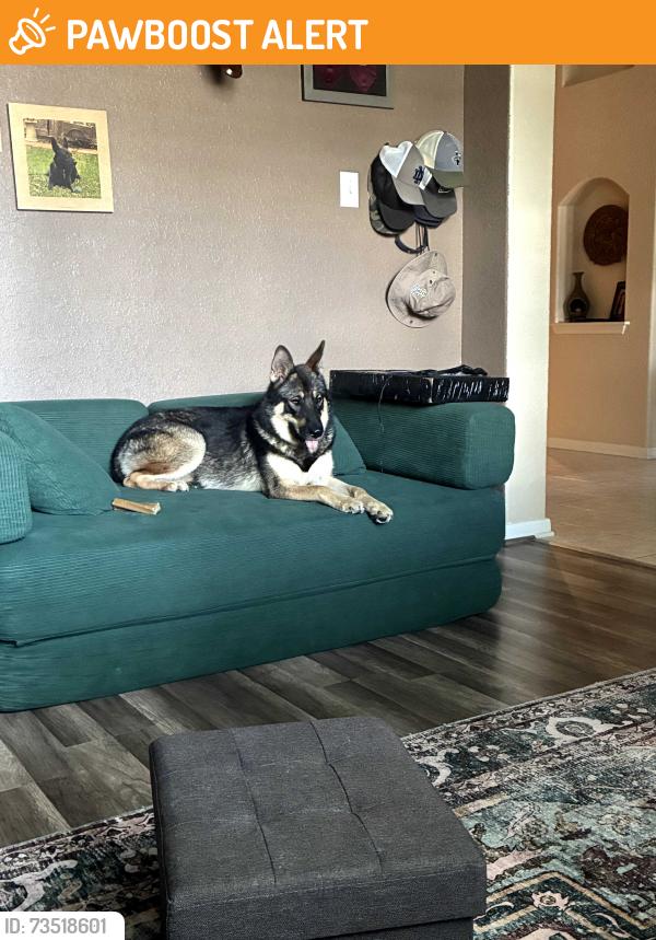 Found/Stray Female Dog last seen Jones rd and cypress N houston, Schroeder Oaks Village, TX 77070