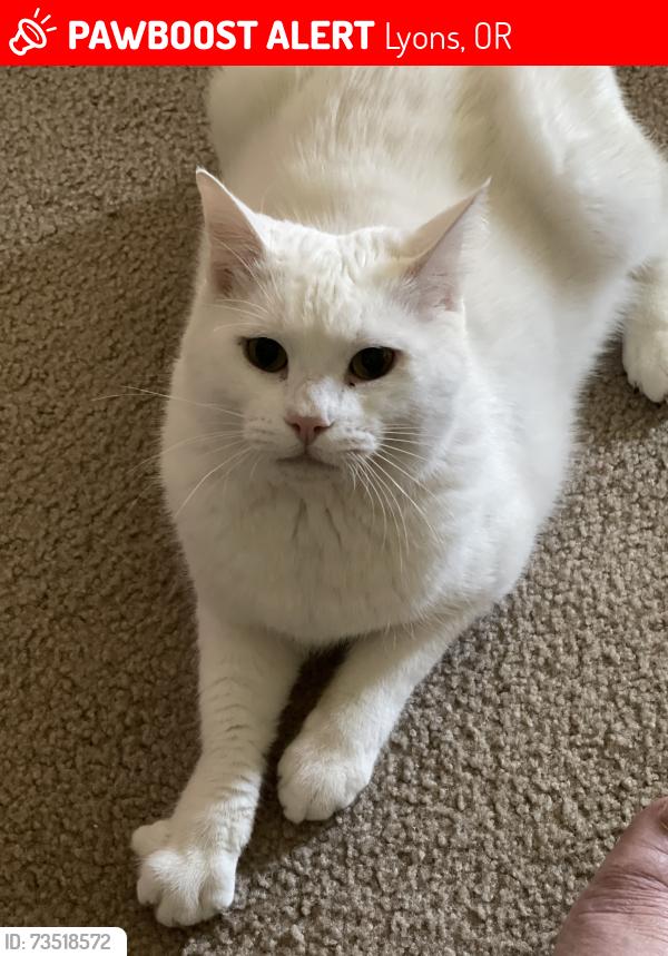Lost Male Cat last seen 6th and GrayPine, Lyons, OR 97358
