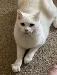 Lost Male Cat last seen 6th and GrayPine, Lyons, OR 97358