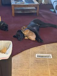Lost Male Dog last seen 42nd and center st, Omaha, NE 68105