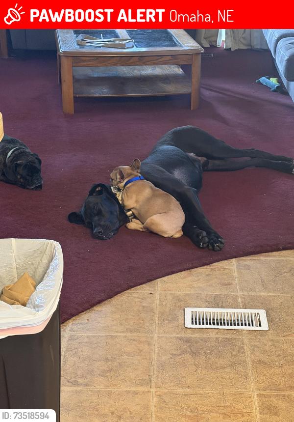 Lost Male Dog last seen 42nd and center st, Omaha, NE 68105