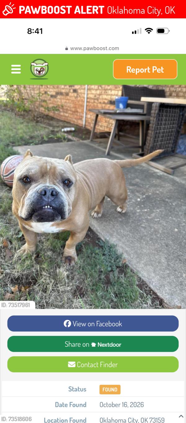 Lost Male Dog last seen 134th & Kingsgate Ridge, Oklahoma City, OK 73159