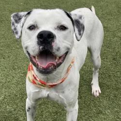 Shelter Stray Male Dog last seen , 244 Georgetown Rd, Jacksonville, NC 28540, USA