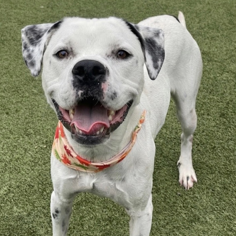 Shelter Stray Male Dog last seen , 244 Georgetown Rd, Jacksonville, NC 28540, USA