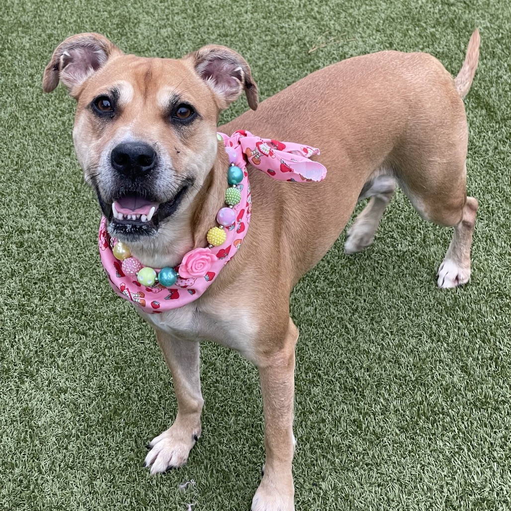 Shelter Stray Female Dog last seen , 244 Georgetown Rd, Jacksonville, NC 28540, USA