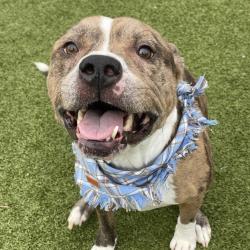 Shelter Stray Male Dog last seen , 244 Georgetown Rd, Jacksonville, NC 28540, USA