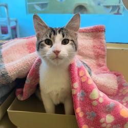 Shelter Stray Male Cat last seen , 8020 Washington St, Port Richey, FL 34668, USA