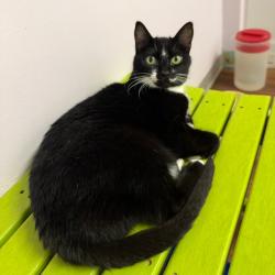 Shelter Stray Female Cat last seen , 8020 Washington St, Port Richey, FL 34668, USA