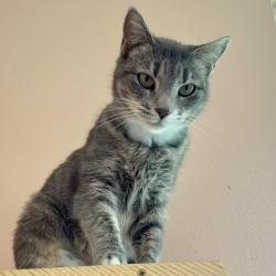 Shelter Stray Female Cat last seen , 8020 Washington St, Port Richey, FL 34668, USA