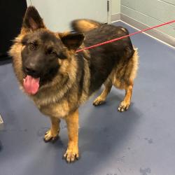Shelter Stray Male Dog last seen , 980 Guilford College Rd, Greensboro, NC 27409, USA