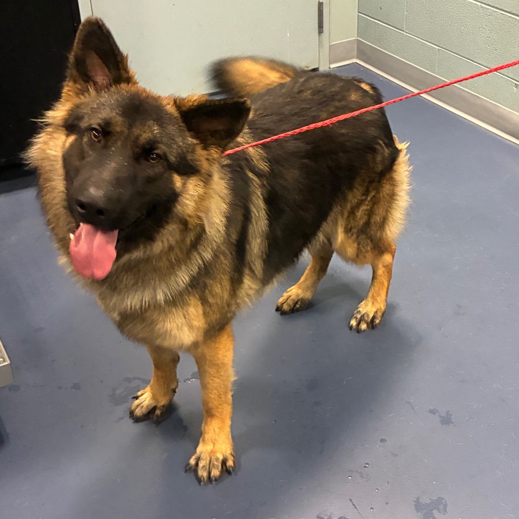 Shelter Stray Male Dog last seen , 980 Guilford College Rd, Greensboro, NC 27409, USA