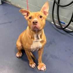 Shelter Stray Female Dog last seen , 980 Guilford College Rd, Greensboro, NC 27409, USA