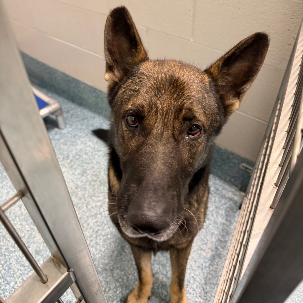 Shelter Stray Male Dog last seen , 980 Guilford College Rd, Greensboro, NC 27409, USA