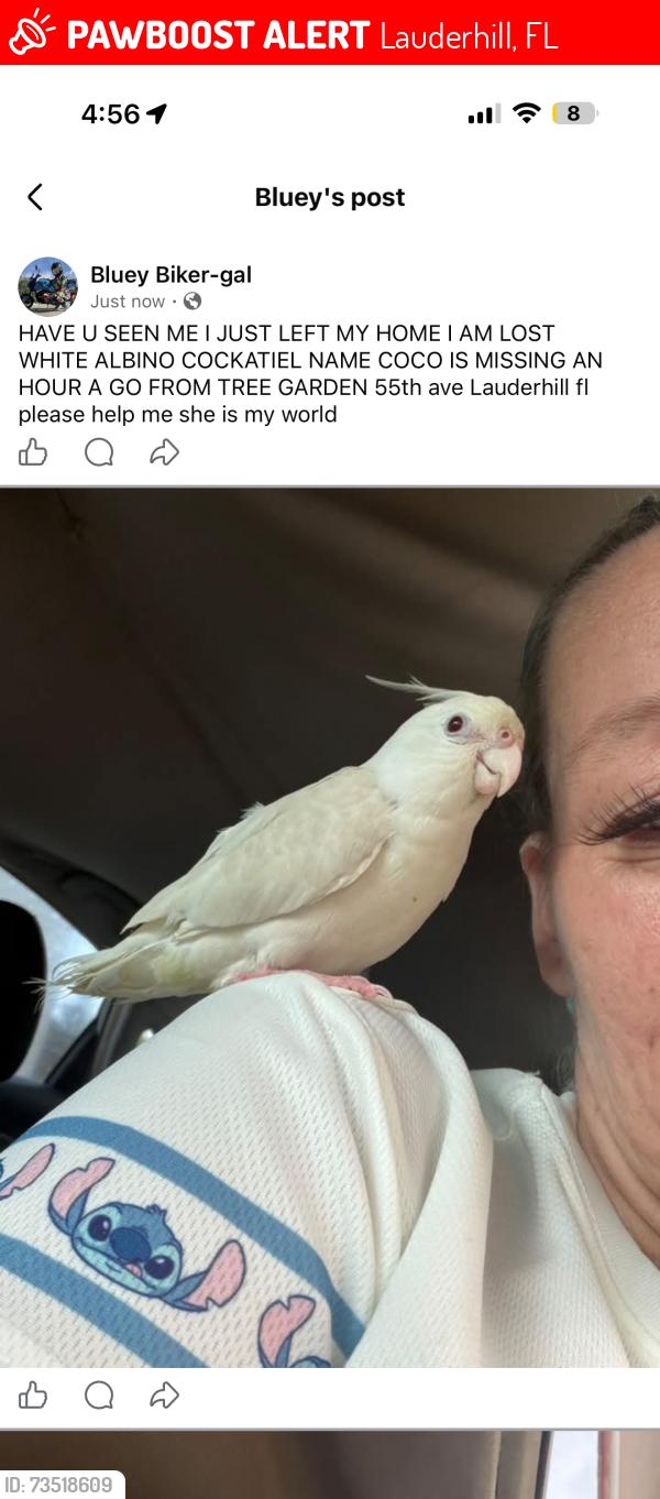 Lost Female Bird last seen 55th ave Lauderhill, Lauderhill, FL 33313