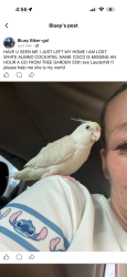 Lost Female Bird last seen 55th ave Lauderhill, Lauderhill, FL 33313
