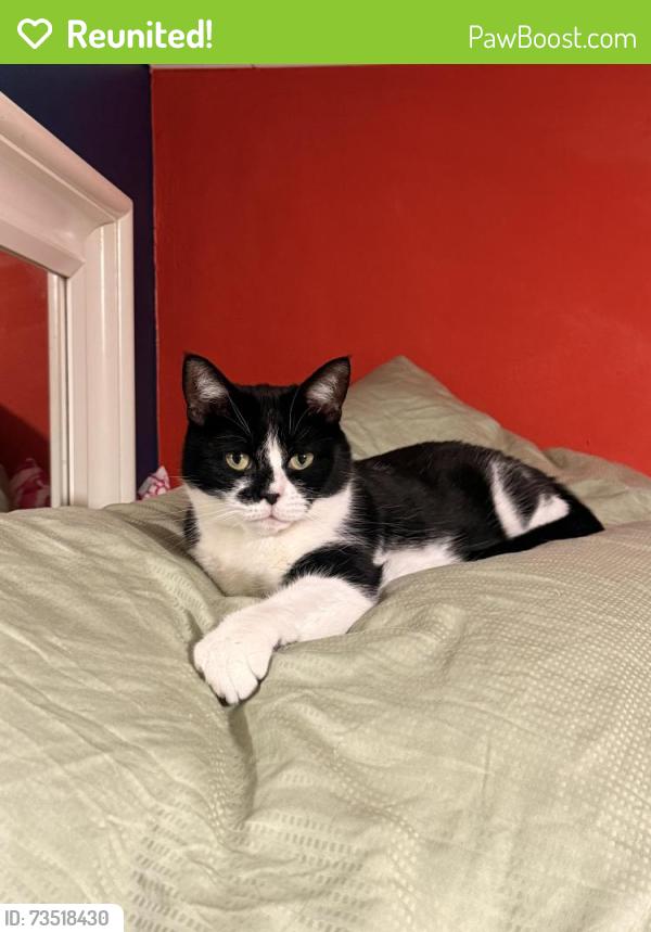 Reunited Female Cat last seen Old Kent Road, Greater London, England SE1 5NH