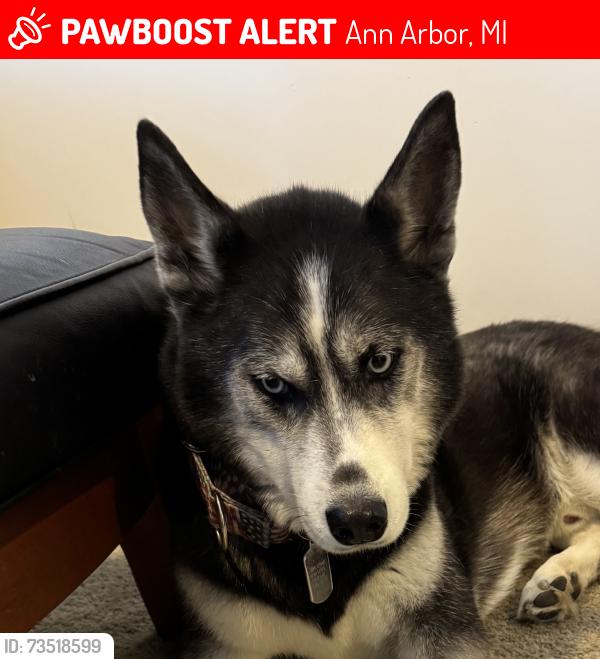 Lost Male Dog last seen Mallard Cove pond, Ann Arbor, MI 48108