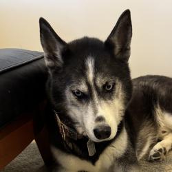 Lost Male Dog last seen Mallard Cove pond, Ann Arbor, MI 48108