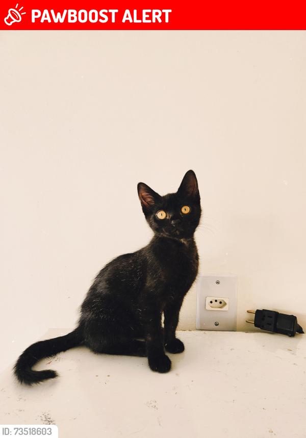 Lost Male Cat last seen Rua Mario Bueno de Camargo, Jardim Santana, Jardim Santana, SP 13088-672