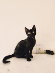Lost Male Cat last seen Rua Mario Bueno de Camargo, Jardim Santana, Jardim Santana, SP 13088-672