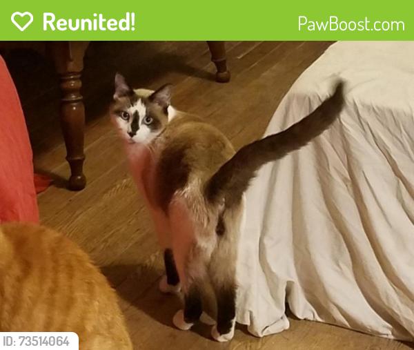 Reunited Male Cat last seen behind Gravois Bluffs, Target side, Fenton, MO 63026