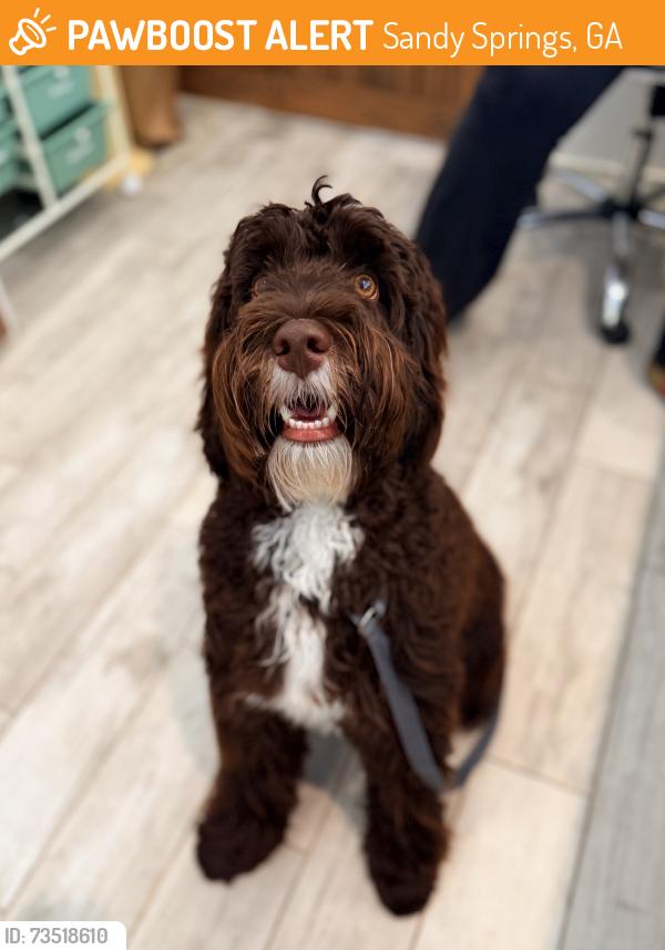Found/Stray Male Dog last seen Roswell Road and Windsor Parkway, Sandy Springs, GA 30342