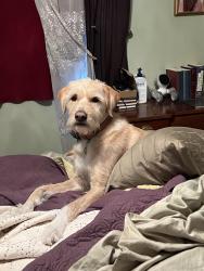 Lost Male Dog last seen Mackenzie and Gravois, Affton, MO 63123