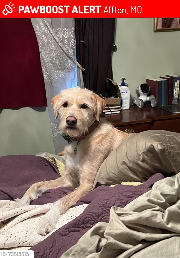 Lost Male Dog last seen Mackenzie and Gravois, Affton, MO 63123