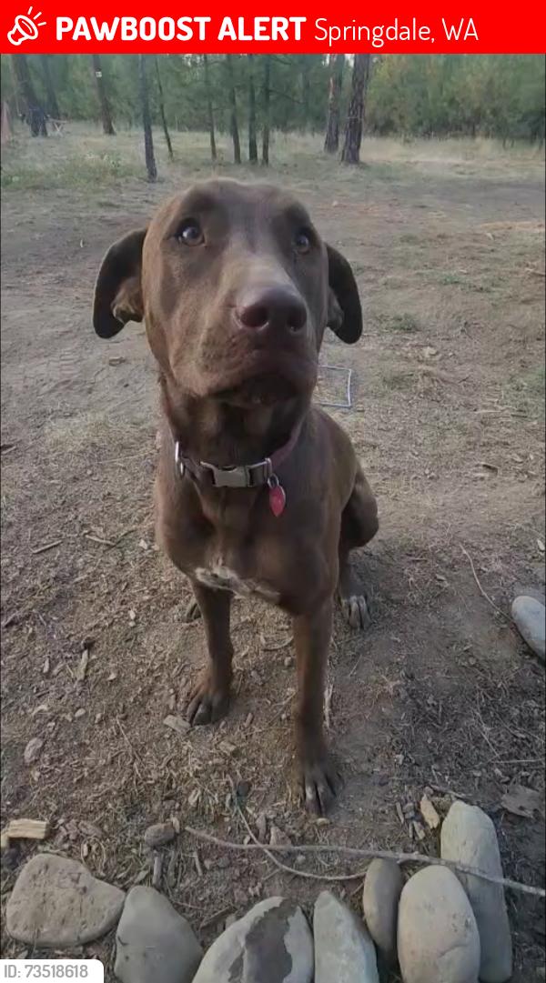 Lost Female Dog last seen Woods Way and Hansen, Springdale, WA 99173