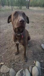 Lost Female Dog last seen Woods Way and Hansen, Springdale, WA 99173